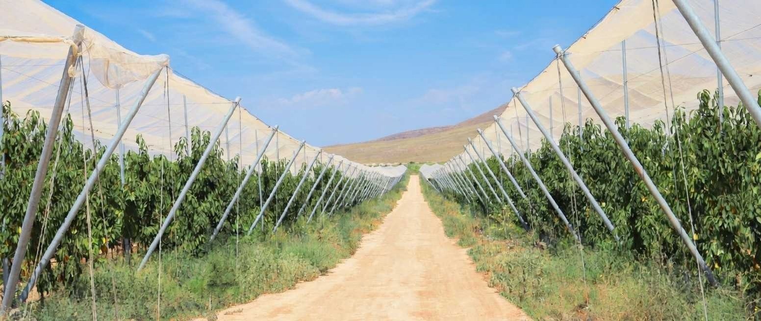 Rows of an orchard under protective netting in Armenia